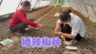 阿恋买了新品种的辣椒，跟婆婆学习辣椒的育苗，婆媳俩合作效率高