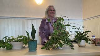 How To Care For Houseplants with Kathy McGhee from Gig Harbor Ace Hardware