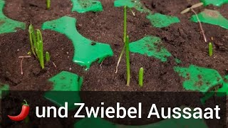 Aussaat von Zwiebeln 🌱 Zwiebeln erfolgreich anbauen + Chili erfolgreich anbauen 🌶