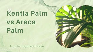 Kentia Palm vs Areca Palm 1