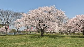 2023春　太平川と桜 （秋田）