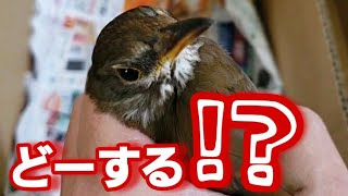 ケガをした【野鳥】に出会ってしまいました！