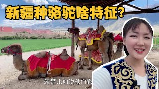 【驰娜尔】 055 种骆驼必须要毛多体格大？还有啥标准？配种60头母骆驼可得仔细了