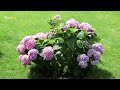 the 10 best flowers that bloom in summer 🌿 plantdo home u0026 garden