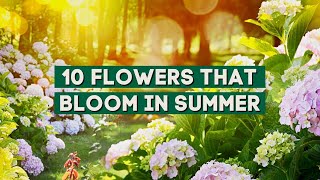 The 10 Best Flowers that Bloom in Summer! 🌿 // PlantDo Home \u0026 Garden