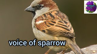 voice of sparrow #birds songs #kothmaleTV