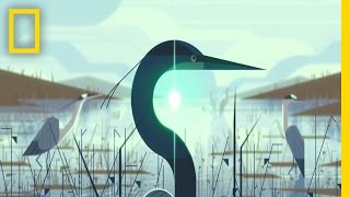 Animation Explores the Beautiful Circles of Our World | Short Film Showcase