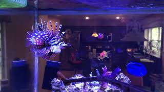 Feeding of the Dwarf Lionfish