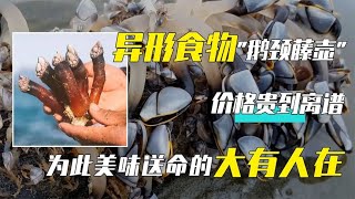 异形食物“鹅颈藤壶”，看着恐怖却是珍馐美味，价格卖到万元一斤