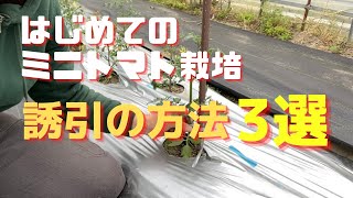 【ミニトマトの育て方】誘引方法3選「家庭菜園初心者向け」