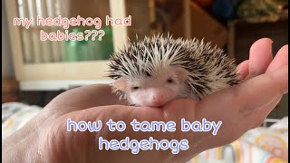 How to Tame Baby Hedgehogs