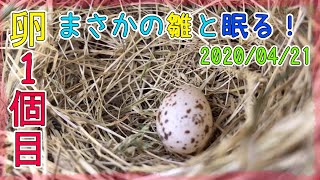 2期開始！卵1個目！夜は雛たちがまさかの巣へ！一緒に寝る！2020/04/21