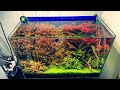 [熱帯魚]アクアリウムってめんどくさいの？めんどくさい作業ルーティン全部見せます！[aquarium]