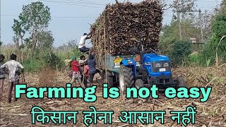 Harvesting Sugarcane|ganna कटाई |શેરડી કાપણી|2022 Labour working/શેરડીનું ખેતર