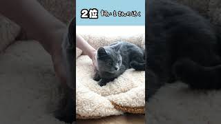 猫ちゃんのくつろげる場所TOP3#独断と偏見#猫のいる暮らし#美猫#shorts