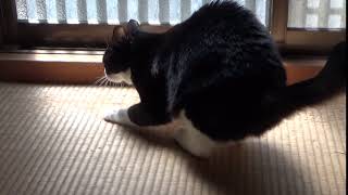 畳で爪とぎする猫Cat sharpening claws on tatami