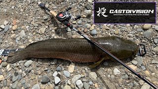 Fishing in Taipei for Snakehead 景美溪釣泰國鱧 #castdivision  #路亞 #travelrod  #釣魚 #景美溪