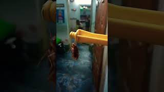 யாருக்கெல்லாம் கரப்பான் பூச்சி பார்த்தால் பயம். Cockroach. #shorts #viral #cockroach #insects