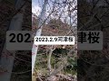 2023.2.9河津桜開花速報 河津桜 河津桜まつり 河津櫻 ライブカメラ kawazu sakura cherryblossoms live camera