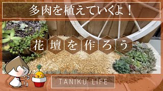 【多肉植物】新しく花壇を作るよ！-多肉を植えていく-【succulent】