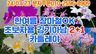 세월농부 특판 김기아남2+1 초보자용 나눔 카틀레야대륜 2+1