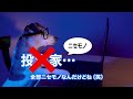 stop sns型投資詐欺（ネコ編②）