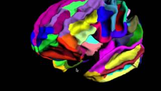 Vispy_brain