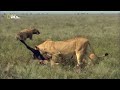 national geographic documentary the greatest apex predators on earth new documentary hd 2018