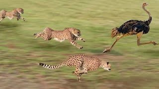 Amazing Cheetah Compilation  - 世界で最も速い動物！