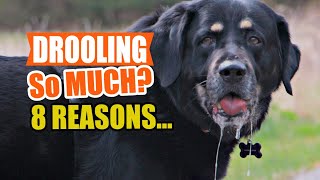 WHY Is My DOG DROOLING So MUCH? 🐶👇8 Reasons!