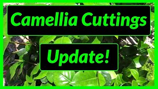 How to Grow / Propagate Camellias from Cuttings - Update