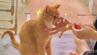 고양이 훈련 방법 공개! ❤️‍🔥 (손, 코, 쁘이 개인기 / cat training)