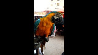 Macaw parrot | Macaw parrot blue color in The world || #shorts #short #parrots
