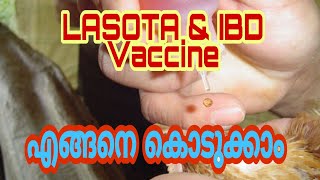 LASOTA \u0026 IBD Vaccine | ലസോട്ട വാക്സിൻ I IBD വാക്സിൻ [Travel Beeps]