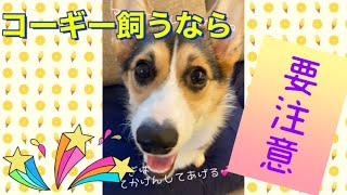 【最後衝撃】運動が足りないとこうなります🥲#コーギー #corgi #shorts