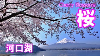 富士・河口湖さくら祭り 2022  富士山と桜の競演  富士河口湖町 4K | Cherry Blossoms | 山梨県観光スポット