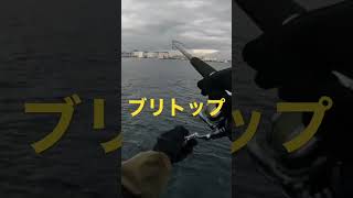 錦江湾なんでも釣れるな。#shorts