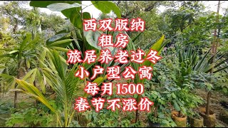 【小龙在版纳】西双版纳，租房旅居养老过冬，小户型公寓，每月1500，春节不涨价。2023-12-28