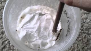 Garden Centipede Feeding Ep. 16