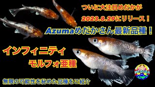 【メダカ】インフィニティモルフォ亜種∞大注目のメダカがリリース！Azumaめだかさん最新品種！