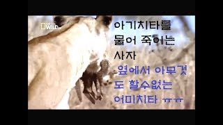 어미가 한눈판사이 아기치타를 물어죽이는 사자 lioness killed cheetah cub