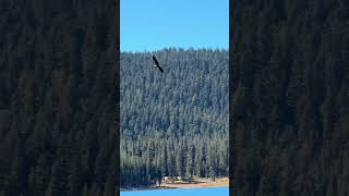 【California】Flying Eagle at the Medicine Lake in the Shasta-Trinity National Forest in Sept 2024