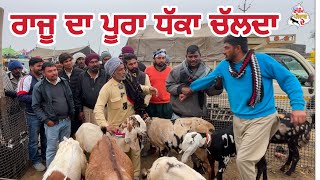 ਰਾਜੂ ਦਾ ਪੂਰਾ ਧੱਕਾ ਚੱਲਦਾ । Tungwali Bakra Mandi #goatfarming #bakramandi