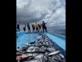 সাগরে মাছ ধরার ভিডিও। না দেখলে মিস করবেন। sea fishing video