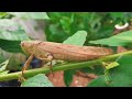 ஆபத்தான உயிரினங்கள் most painful insect stings galatta info tamil