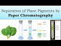 🧪Separation Of Plant Pigment By Paper Chromatography 🌿.