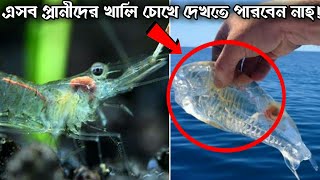 এসব প্রানীদের খালী চোখে দেখা যায় নাহ। পৃথিবীর ৬টি অদৃশ্য প্রানী। Top 6 invisible animal By আজব-World