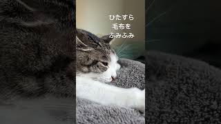 ねこが毛布をふみふみする　#ねこ #ねこのいる生活 #ねこ動画 #ねこのいる暮らし