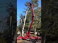 hazardous tree removal