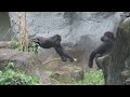 小金剛jabali與ringo喜歡折樹枝jabali and ringo like to break branches little gorillas